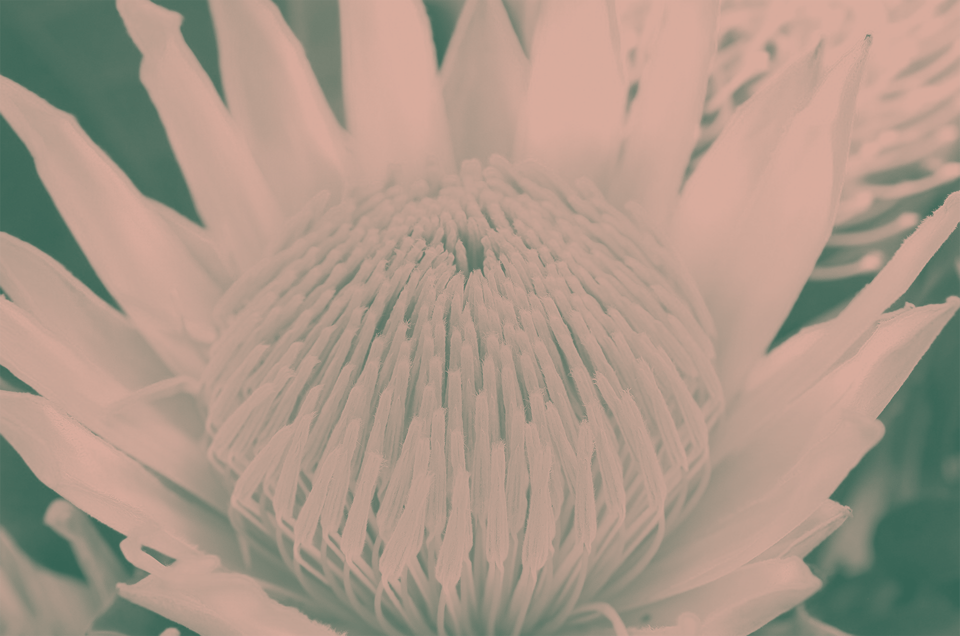 Protea-Empowering-Störer-BG-min