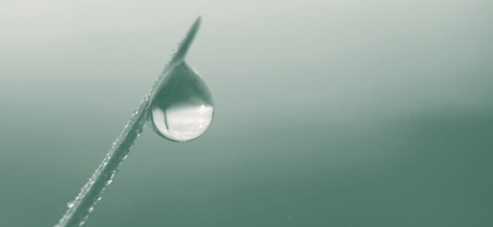 Ein Wassertropfen an einem Grashalm der Achtsamkeit und Fokus im Führungsalltag symbolisiert.