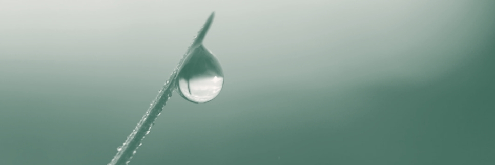 Ein Wassertropfen an einem Grashalm der Achtsamkeit und Fokus im Führungsalltag symbolisiert.