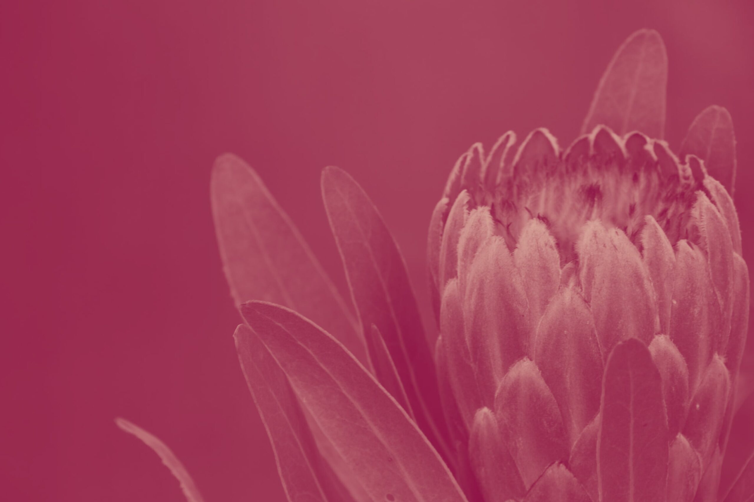 fuehrung-und-moderation-protea