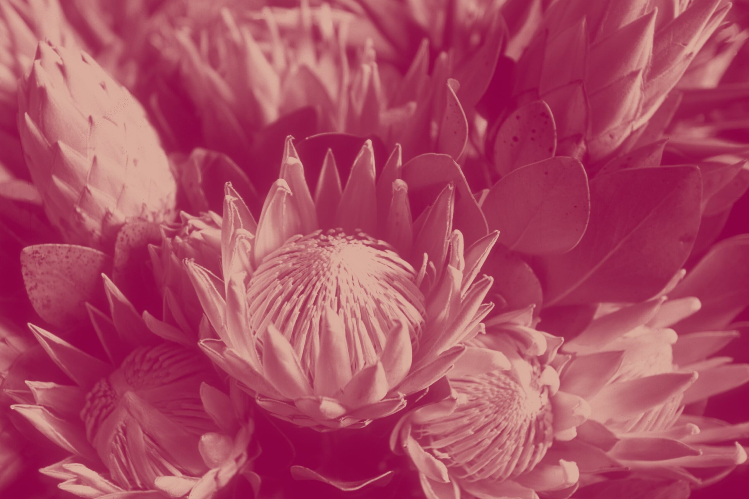 new-leadership-weiterbildung-min