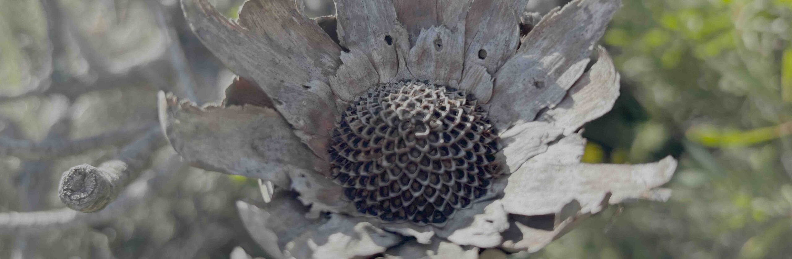 Das Bild zeigt eine verbrannte Proteablüte in Nahaufnahme.