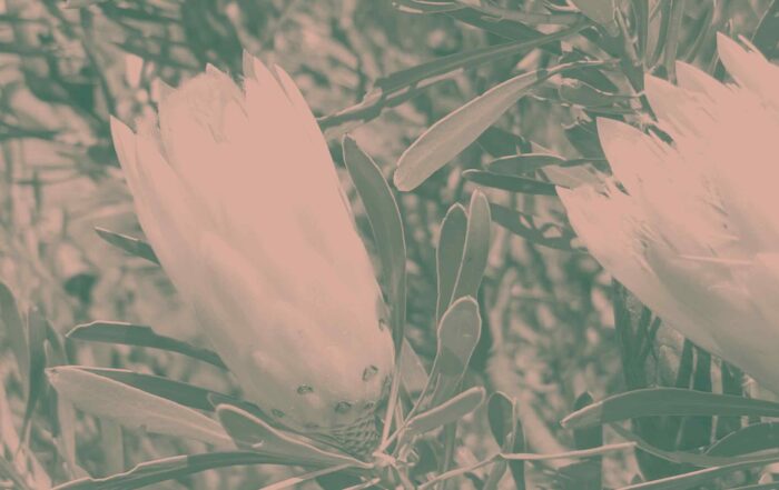 Das Bild zeigt zwei Proteapflanzen an verschiedenen Proteabüschen.