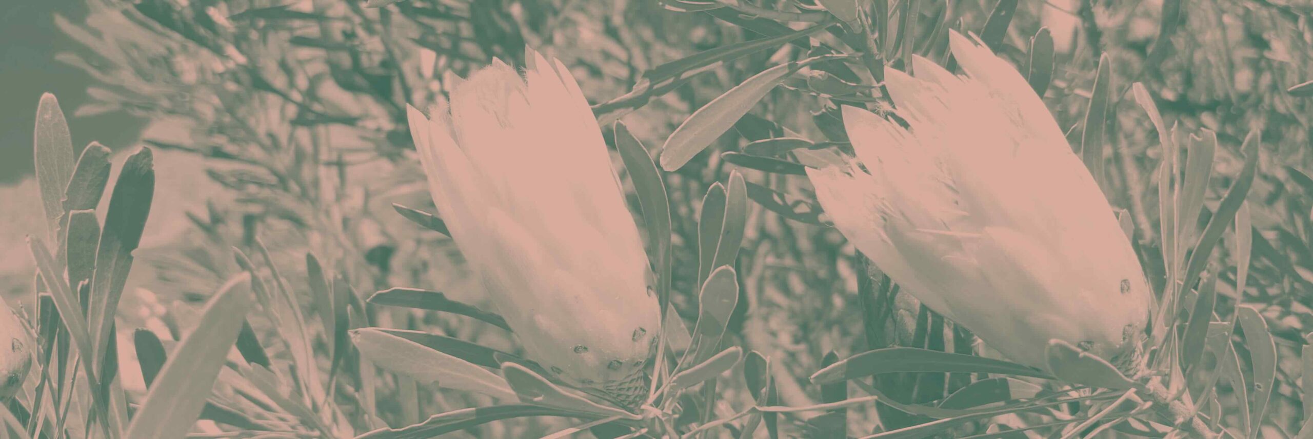 Das Bild zeigt zwei Proteapflanzen an verschiedenen Proteabüschen.